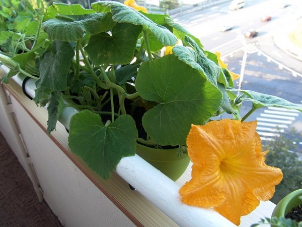  Come far crescere la zucca a casa sul balcone