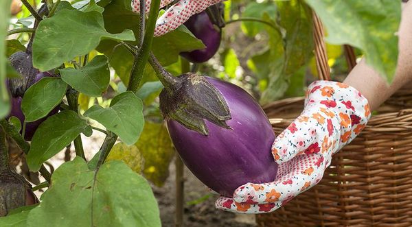  Cause del gusto amaro delle melanzane