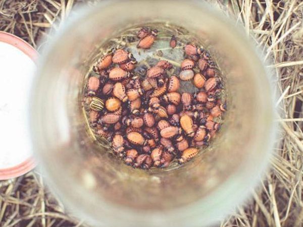  Dorifora della patata del Colorado contro se stesso - infusione di parassiti raccolti in una bottiglia d'acqua