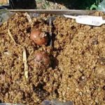  Germogliare i tuberi in segatura per la raccolta anticipata