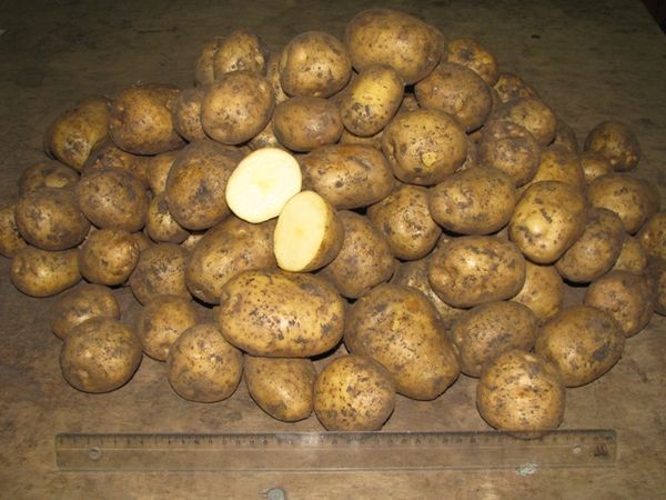  Dopo aver raccolto la varietà, la fortuna dovrebbe essere asciugata all'ombra