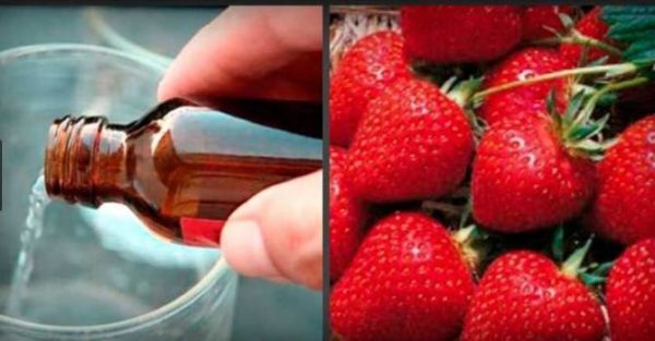  fertilizzante alla fragola con ammoniaca