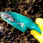  Superfosfatul granular se adaugă în sol