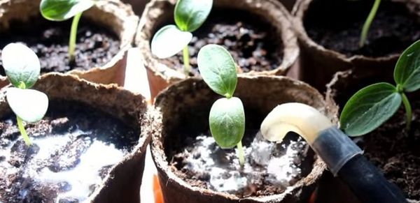  Le giovani piantine possono essere annaffiate solo attorno al cespuglio.