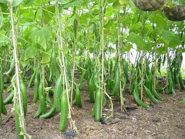  Innaffiare i cetrioli in campo aperto è diverso dall'innaffiare in una serra