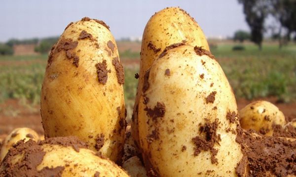  Description of potato varieties Uladar