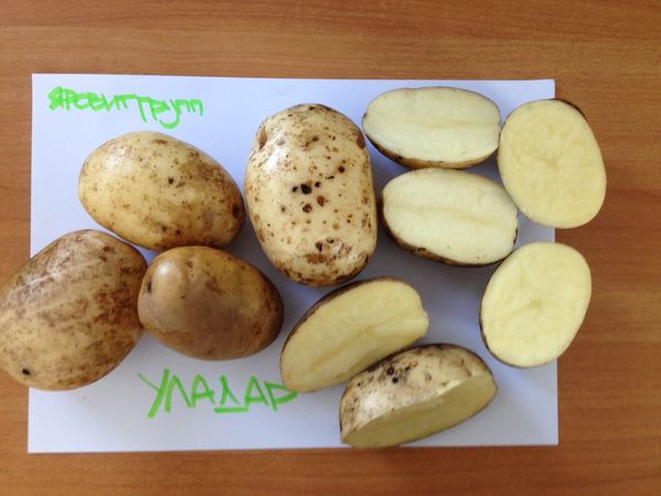  Wladar tubers can reach a weight of 130 grams