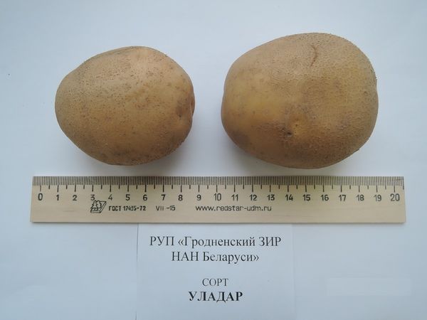  Belarusian scientists worked on selection of the Uladar variety