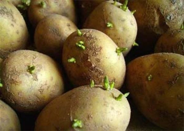  Before planting, the Oladar tubers need to be germinated and treated for pests.