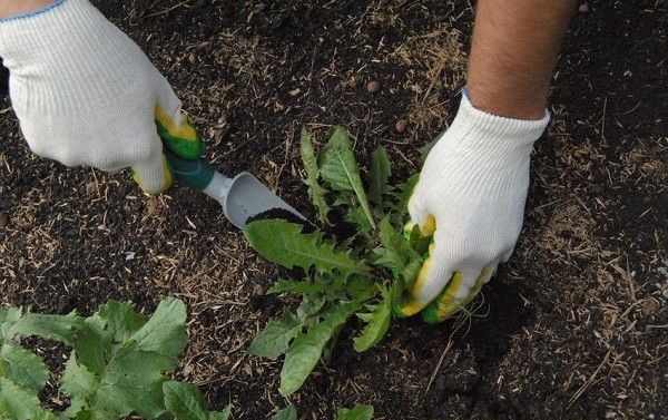  Weeding from weeds must be performed at least 2 times per season.