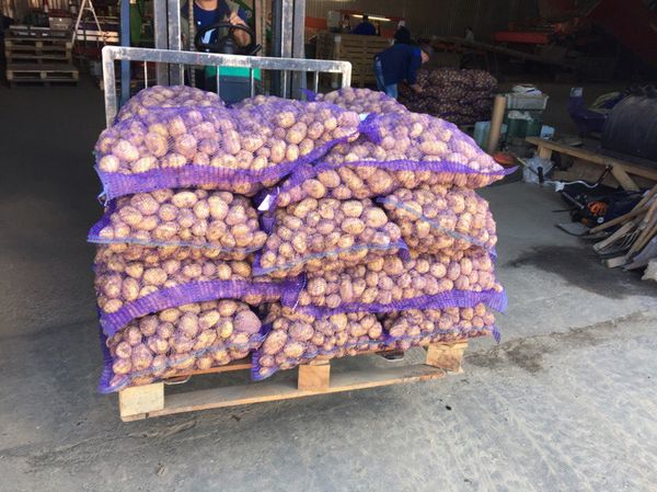  Potato Uladar perfectly stored and does not require additional hassle