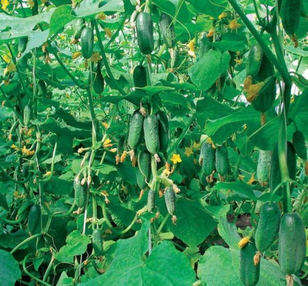  the birth of cucumbers from 1 sq m in the greenhouse