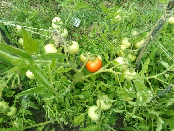  Transplante de tomates em terreno aberto