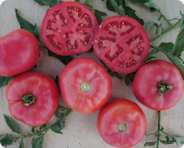  Descrição e características do milagre rosa tomate
