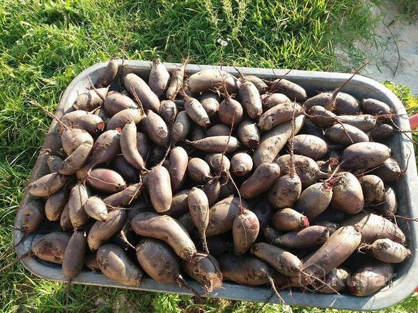  Descrizione e caratteristiche del grado del cilindro