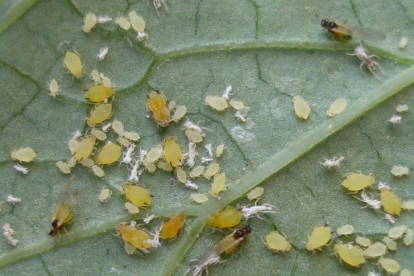  Afide di zucca su foglie di zucchine