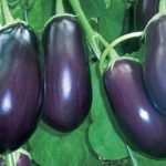  Varietà di melanzane per serre