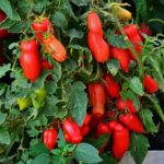  As variedades mais populares de tomate