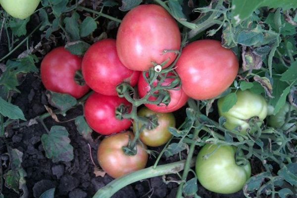  Tomate aparentemente invisível