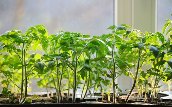  Mudas no peitoril da janela precisam de luz solar suficiente