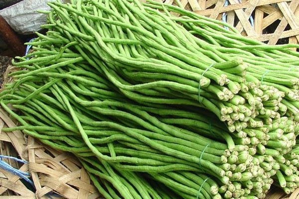 Vigna vegetale