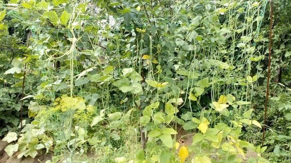  Vigna - Liana, raggiungendo una lunghezza di circa 3-4 metri