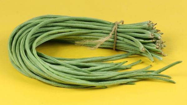  Baccelli di vischio dell'uccellino raccolti 10 giorni dopo la loro formazione