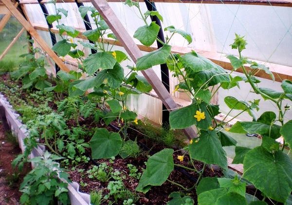  Ce poate fi plantat cu castraveți în seră
