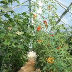 Înmulțirea comună a castraveților și a tomatelor