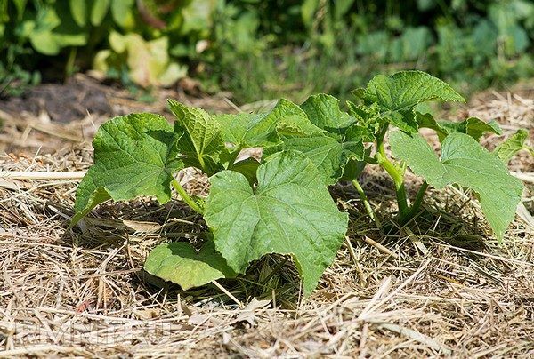 Mulching plântulas após o plantio