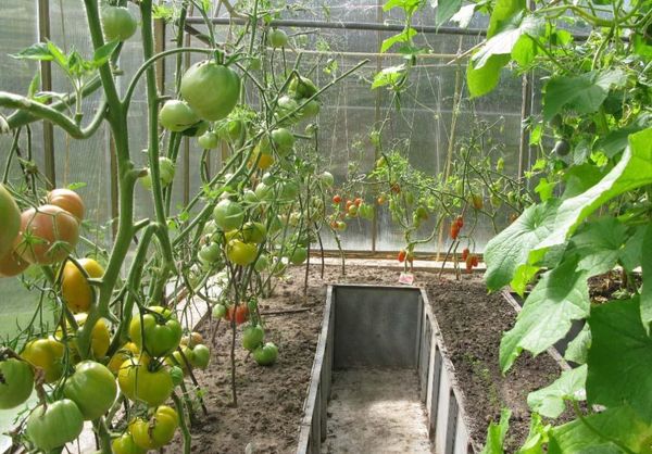 Plantando pepinos com tomates economiza espaço na estufa e água para irrigação