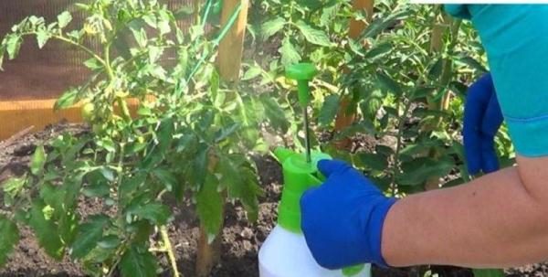  A differenza della radice o eteroauxina, l'epina non costringe le piante a crescere selvaggiamente, ma semplicemente contribuisce alla sopravvivenza in situazioni stressanti.