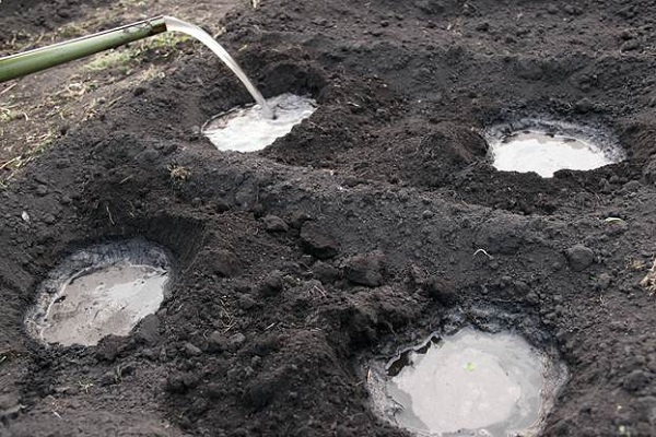  Transplantul de roșii în sol deschis