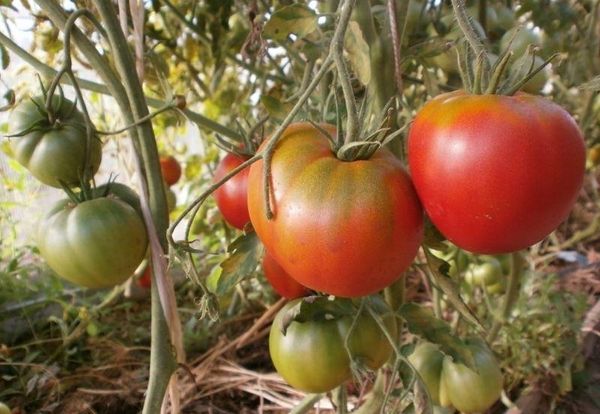  Tomate Cosmonauta Volkov