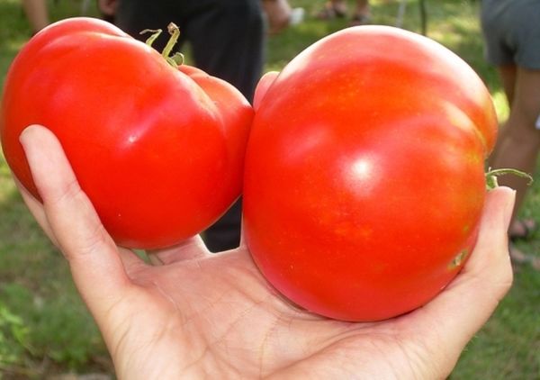  Variedade tem frutos grandes, peso médio 200-400 gramas