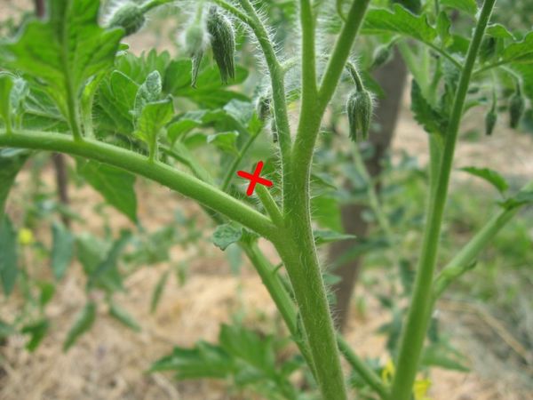  Tomate deve estar apostando
