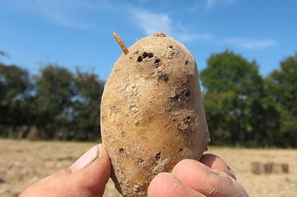  Parassiti e controllo delle patate