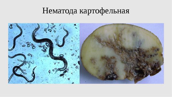  nematod