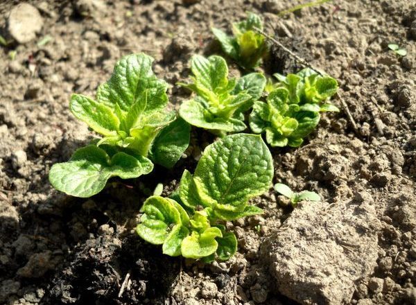  Potato shoots after planting