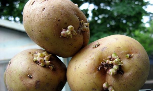  Se scegli di piantare semi grandi, allora i frutti saranno grandi