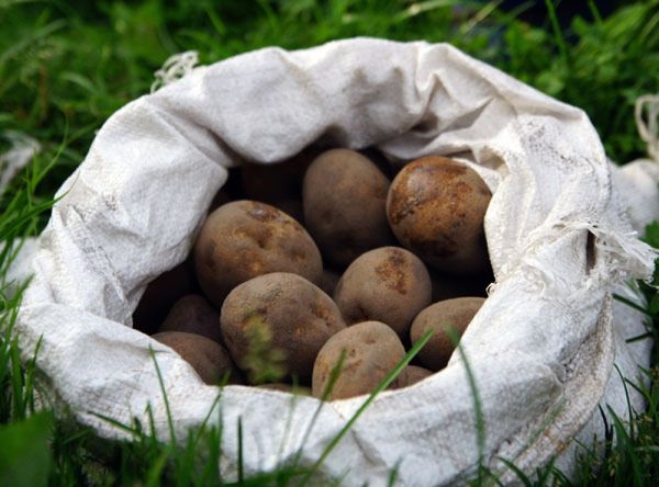  In nessun caso dovresti conservare i semi in sacchetti sintetici bianchi.