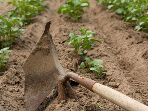  L'allentamento tempestivo è uno dei trucchi per una buona germinazione.