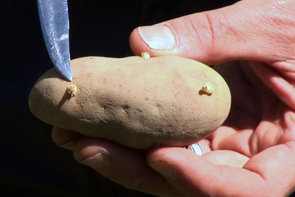  I tuberi per la semina devono avere gli occhi