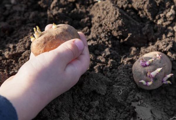  Piantare le patate può iniziare a una temperatura di circa +8 gradi