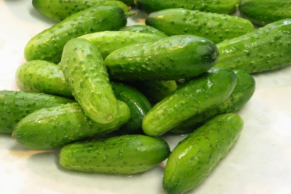  Caracteristici și descrierea soiului de castravete cultivar f1, plantare și îngrijire