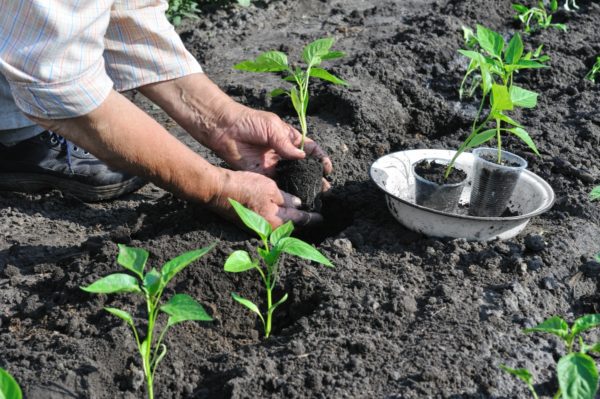  Transplantul de material săditor în sol deschis