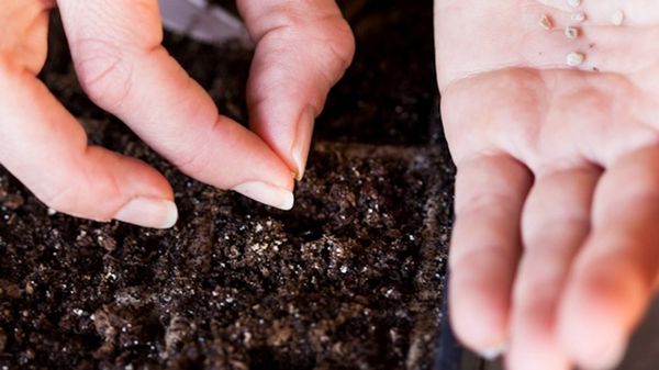  Plantar Sementes