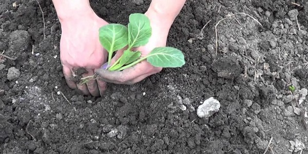  Come e quando piantare piantine in piena terra