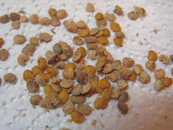  Lo sviluppo della piantina da seme a condizione per la semina è di circa 1,5 mesi
