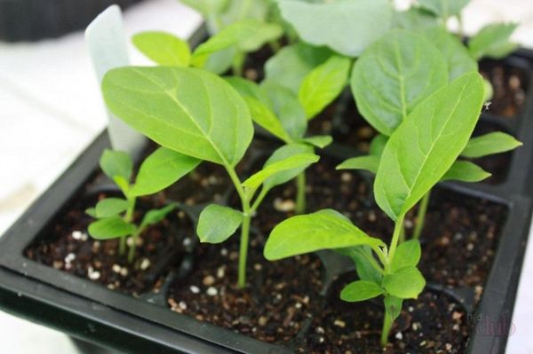  Prima di atterrare, le piantine devono indurirsi